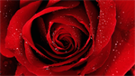Fond d'écran gratuit de Fleurs - Roses numéro 59668